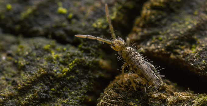 Springtail Party